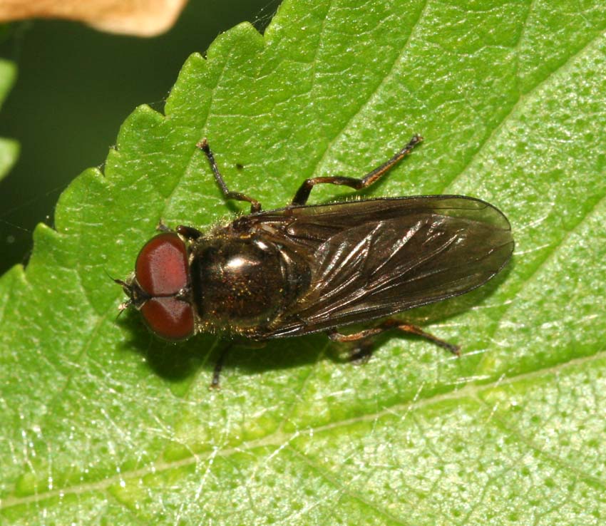 Cheilosia latifrons femmina e maschio